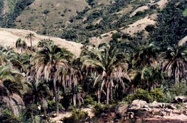 Elpalm01.jpg (38939 bytes)