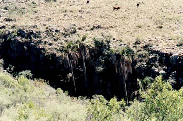 Elpalm02.jpg (35353 bytes)