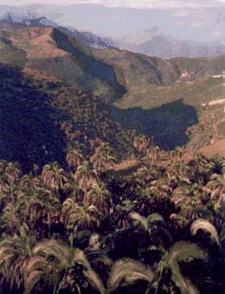 Elpalm09.jpg (33706 bytes)