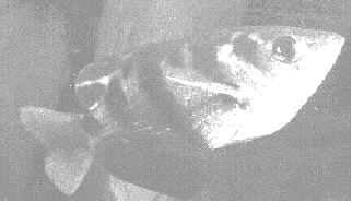 wpe3.jpg (6248 bytes)