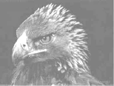 wpe5.jpg (10644 bytes)